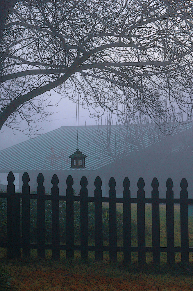 The bare branches of a Red Maple flatten against the gray sky like a huge spider web.