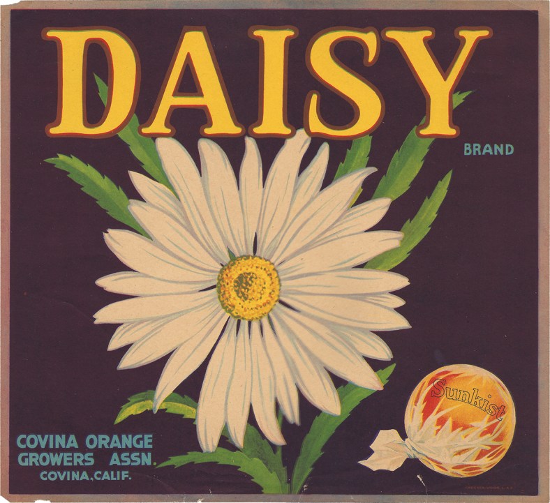 Daisy